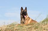 MALINOIS 086